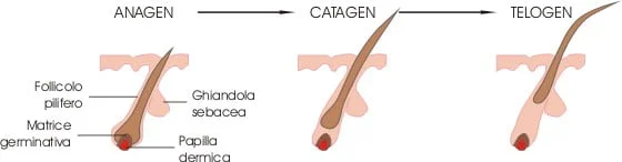 Anagen_catagen_telogen