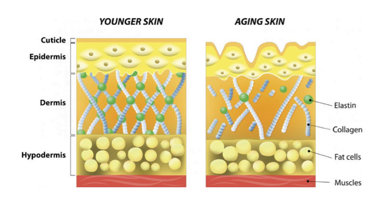 The importance of regular skin treatments combined with home care products